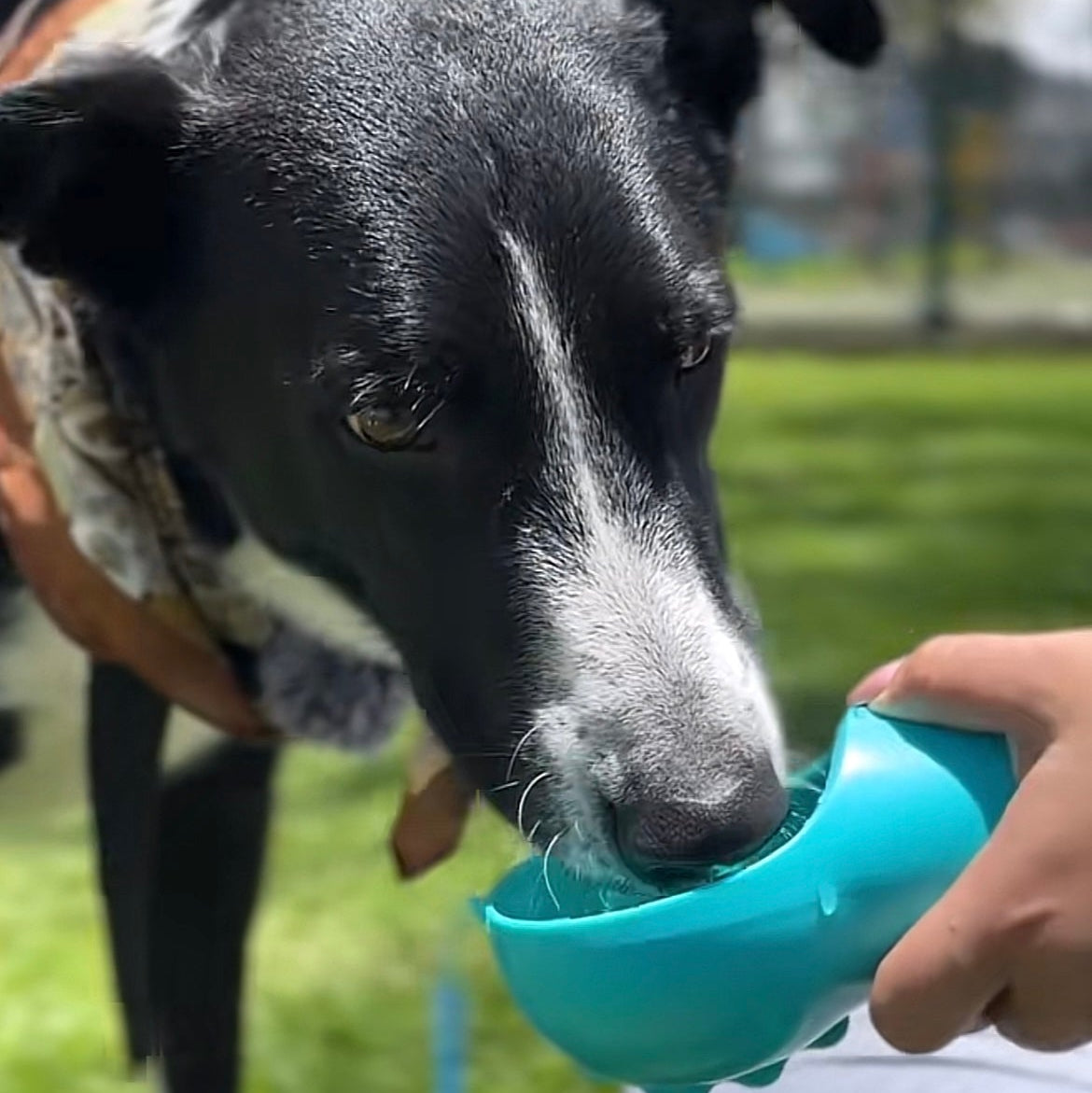 Combo Mascota (Botella 4 en 1 y pala recogepopo)